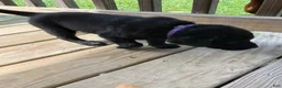 Labrador Retriever dogs for sale: Victory - Ad 3