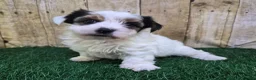 Biewer Terrier dogs for sale: Chanel Female Biewer Terrier - Ad 8