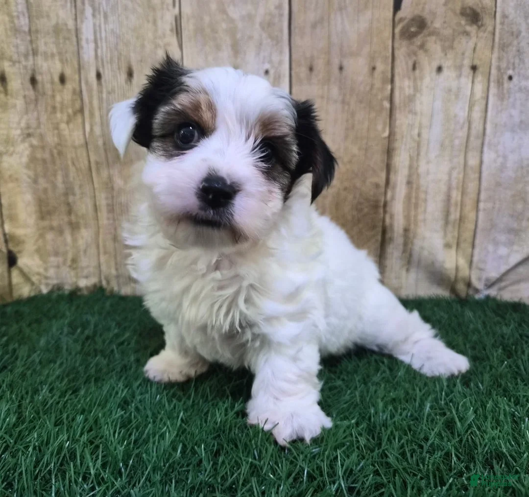 Biewer Terrier dogs for sale: Chanel Female Biewer Terrier - Ad 8