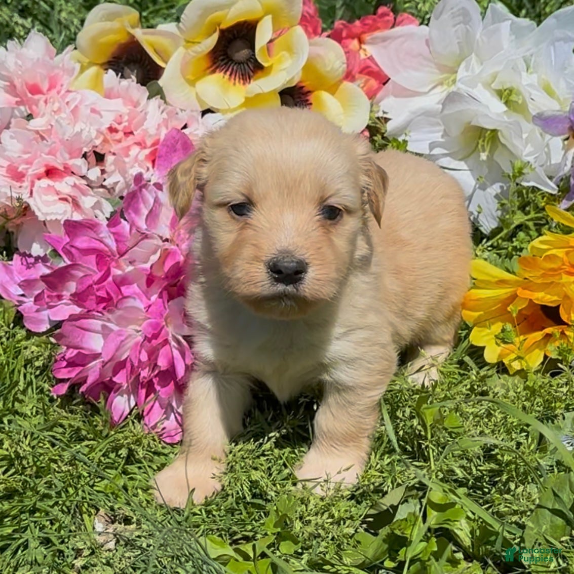 Mini Goldendoodle dogs Blossom  - Ad 1