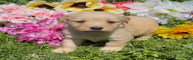 Blossom 