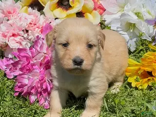Mini Goldendoodle dogs for sale: Blossom - Ad 4