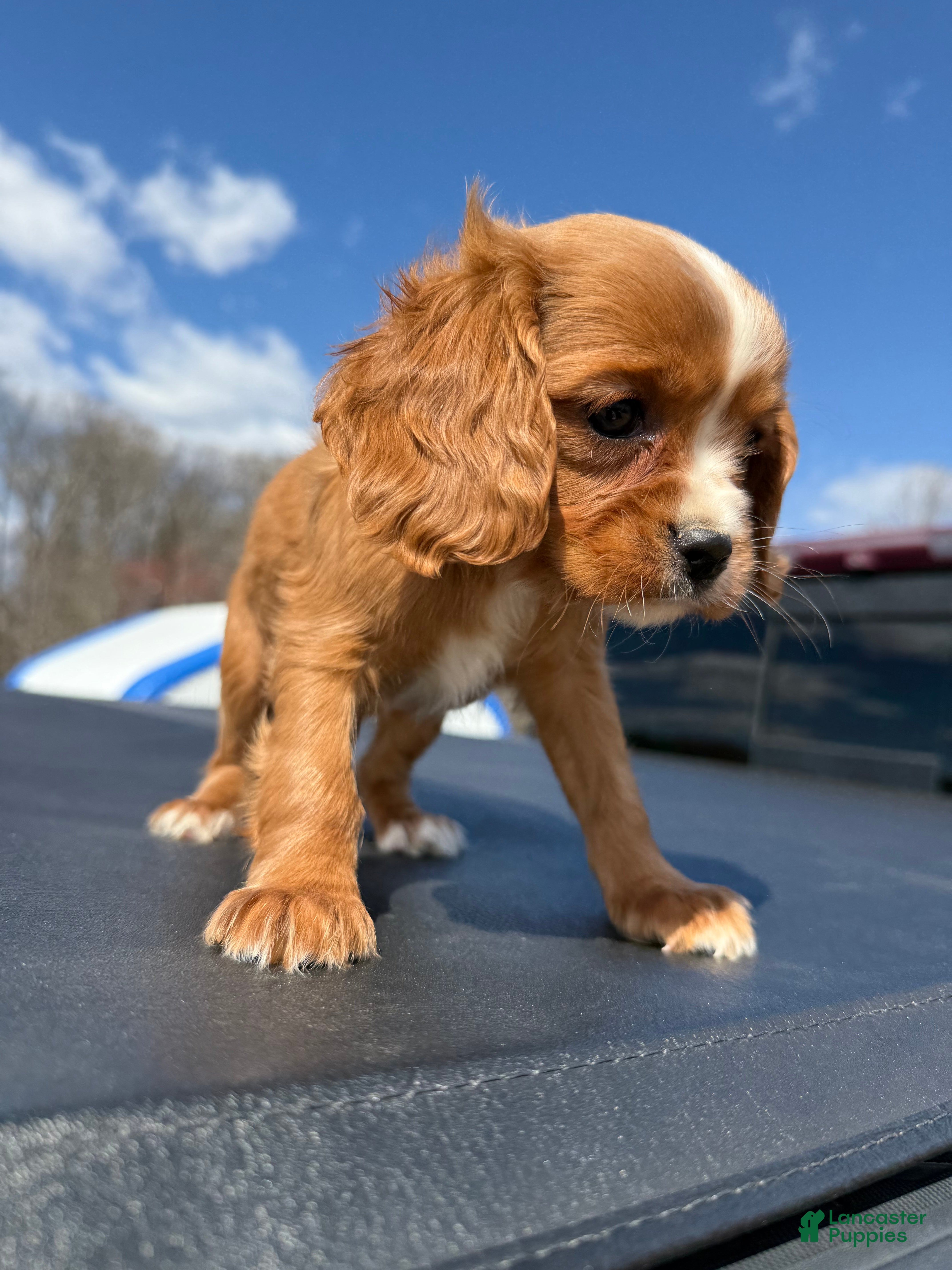Cavalier King Charles Spaniel dogs Cavalier King Charles Spaniel Puppy 3 - Ad 1