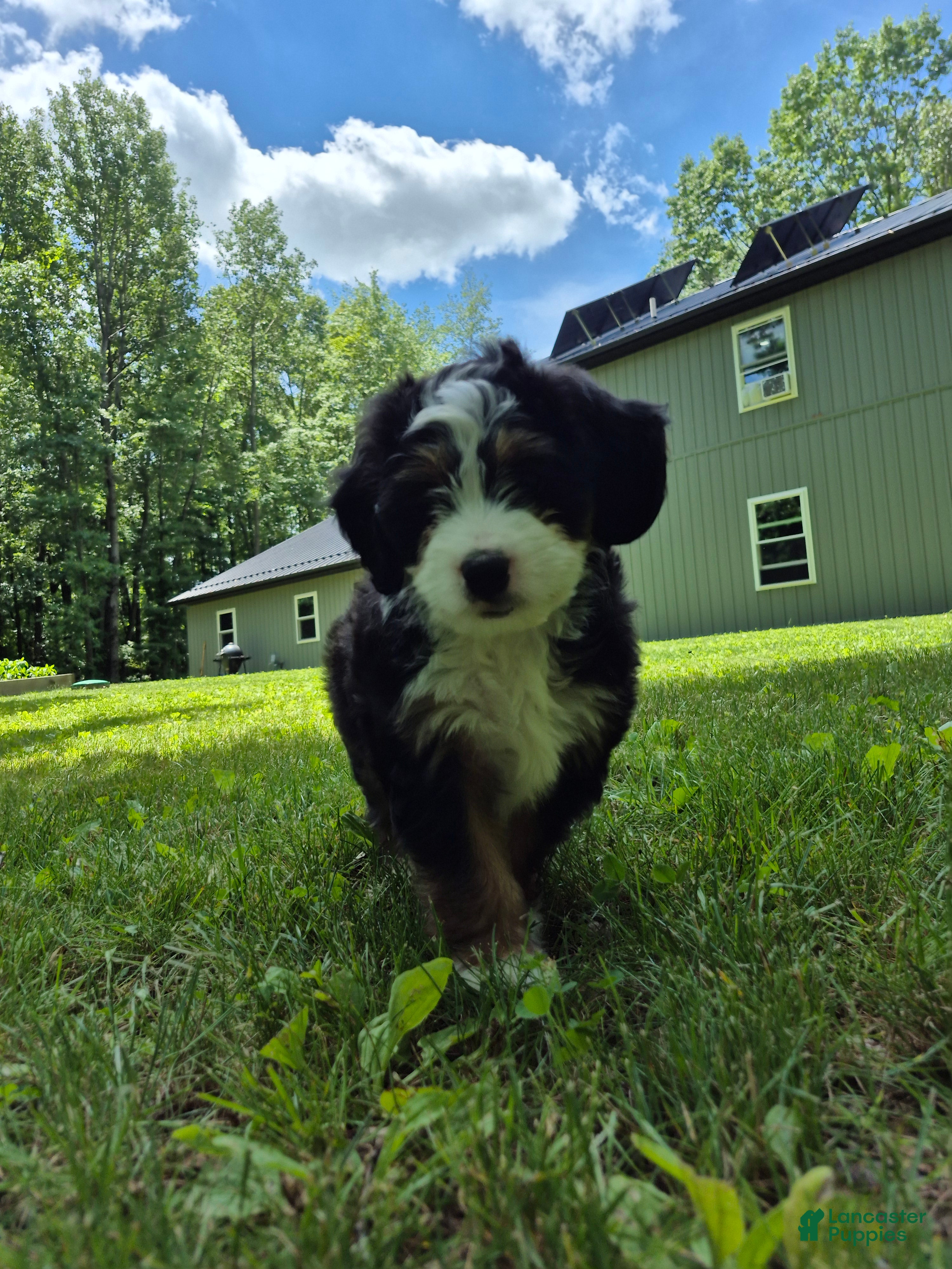 Bernedoodle dogs Loki - Ad 1