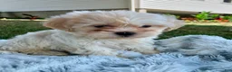 Teddy Bear dogs for sale: Cora - Ad 8