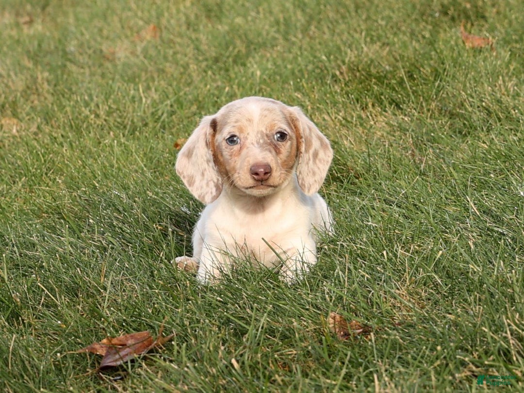 Miniature Dachshund dogs for sale: Don - Ad 7