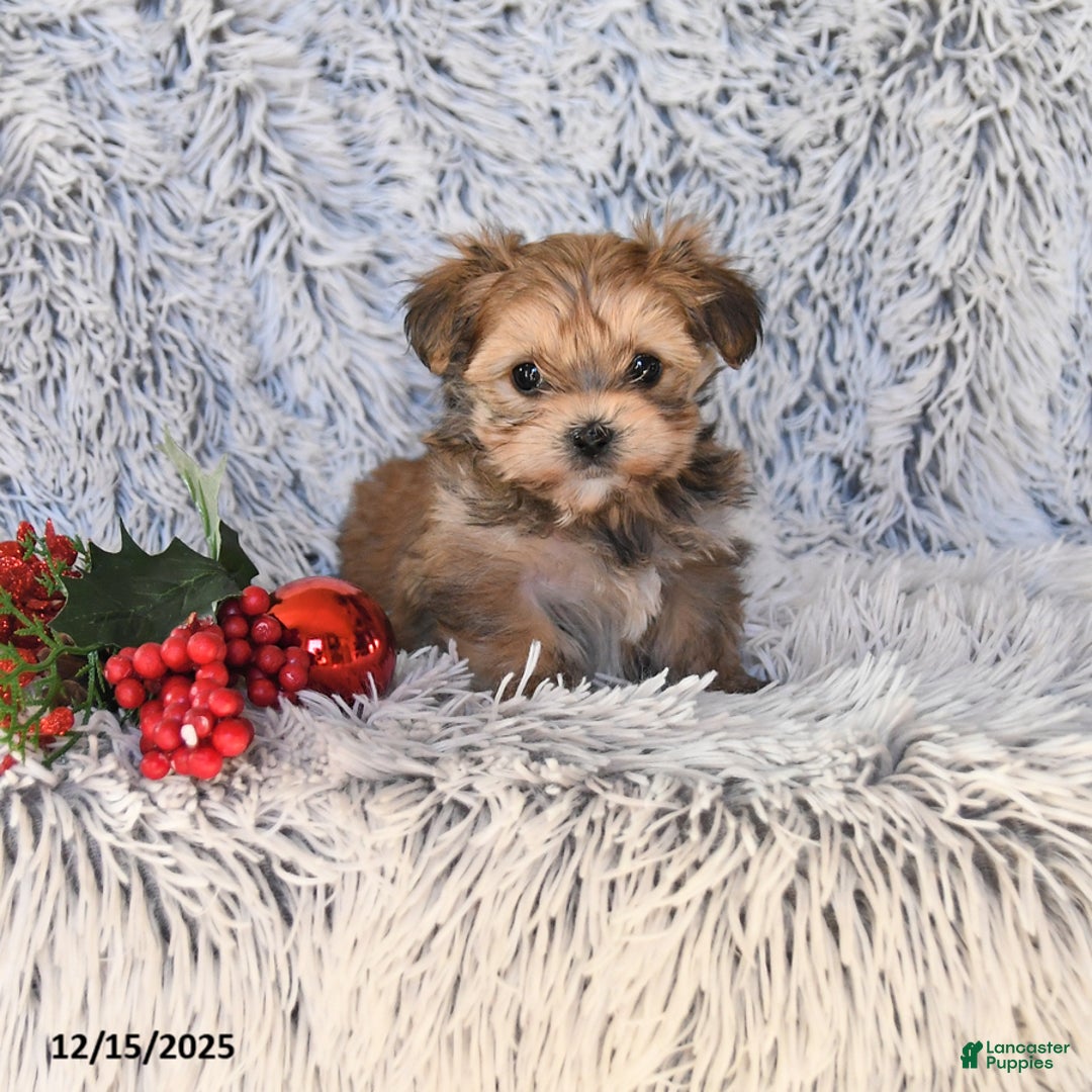 Maltese dogs for sale: Maddy - Ad 1