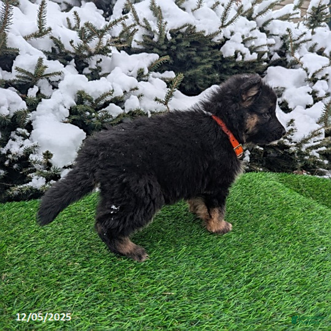 German Shepherd dogs for sale: Candy - Ad 2