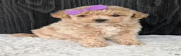 Bichpoo dogs for sale: Poppy - Ad 22