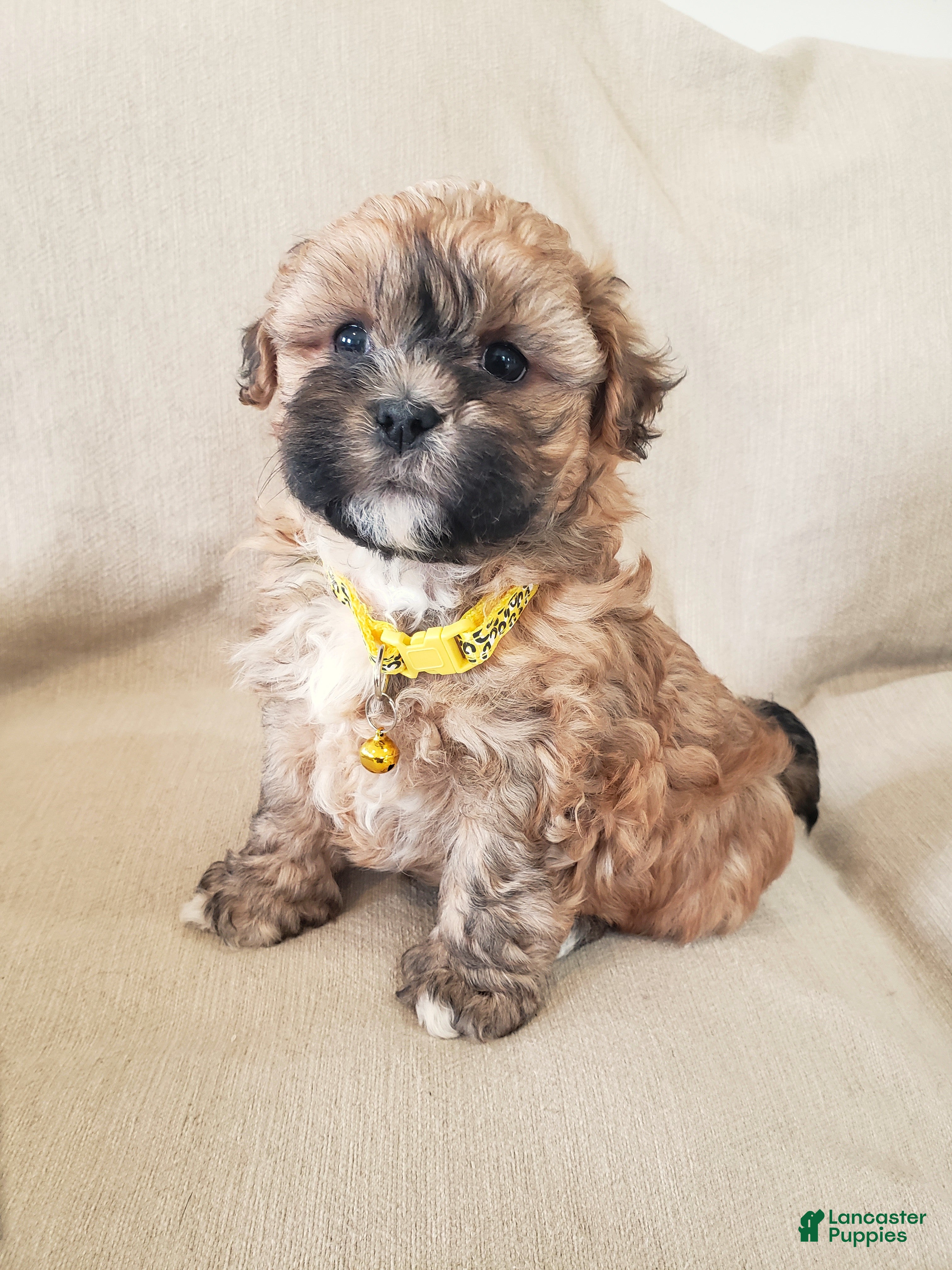 Shihpoo dogs BUBBLES - Ad 2