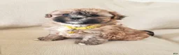 Shihpoo dogs for sale: BUBBLES - Ad 2