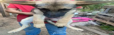 German Shepherd 3