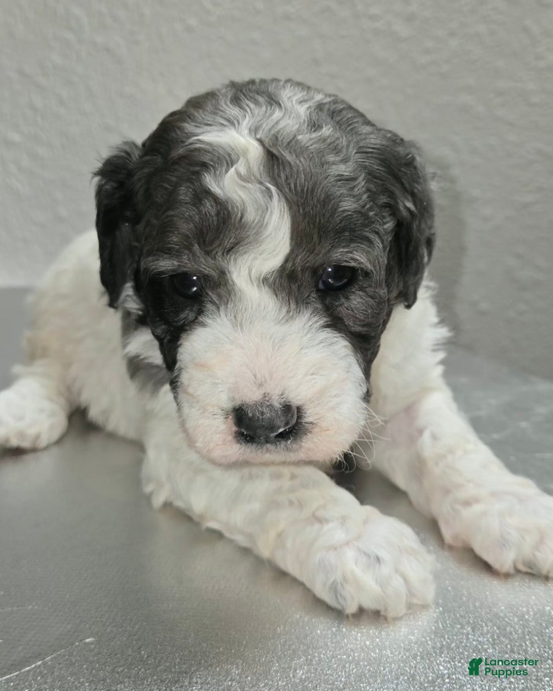 Mini Goldendoodle dogs for sale: Smokey - Ad 4