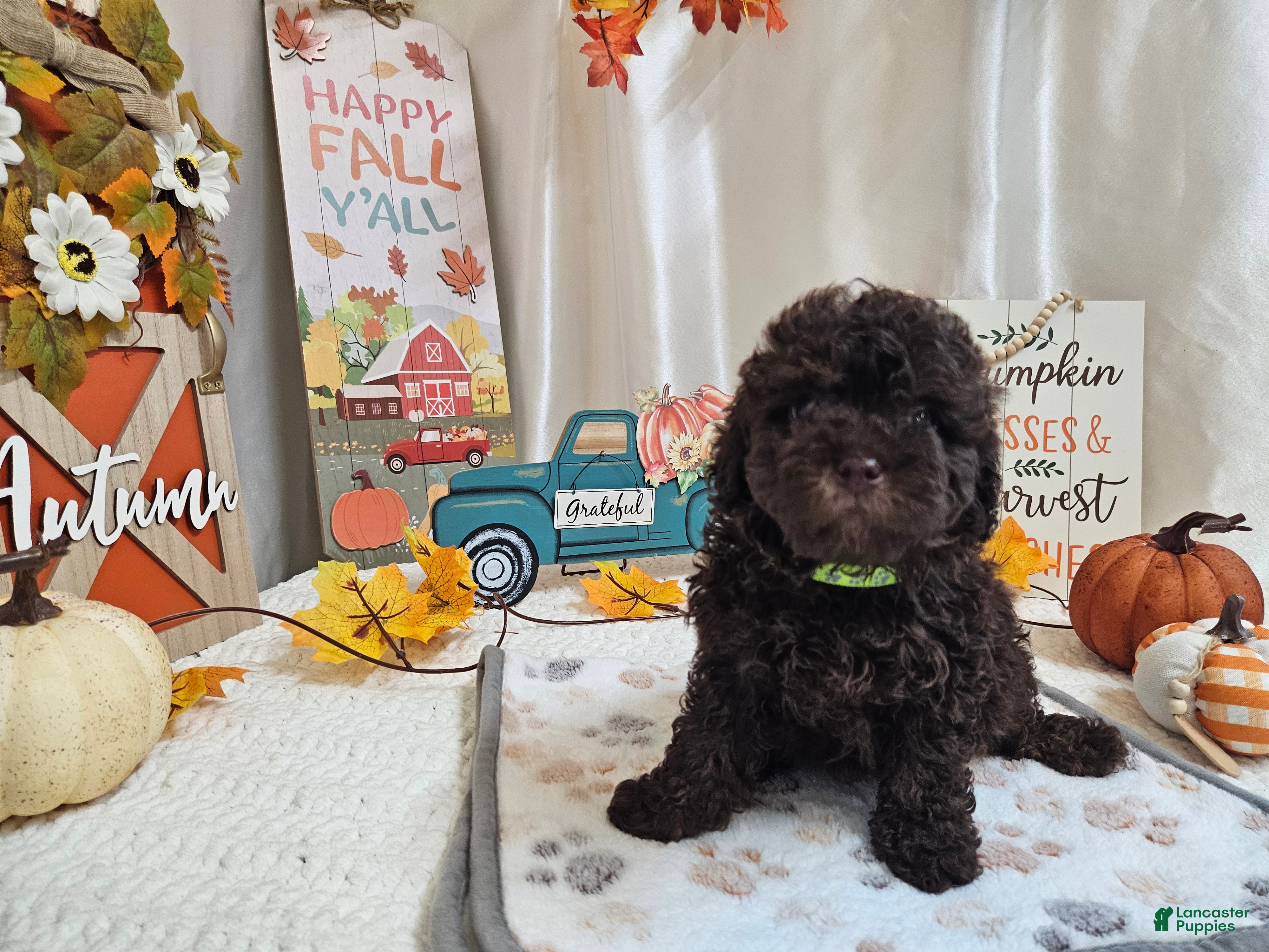 Miniature Poodle dogs AJ Lynn - Ad 8