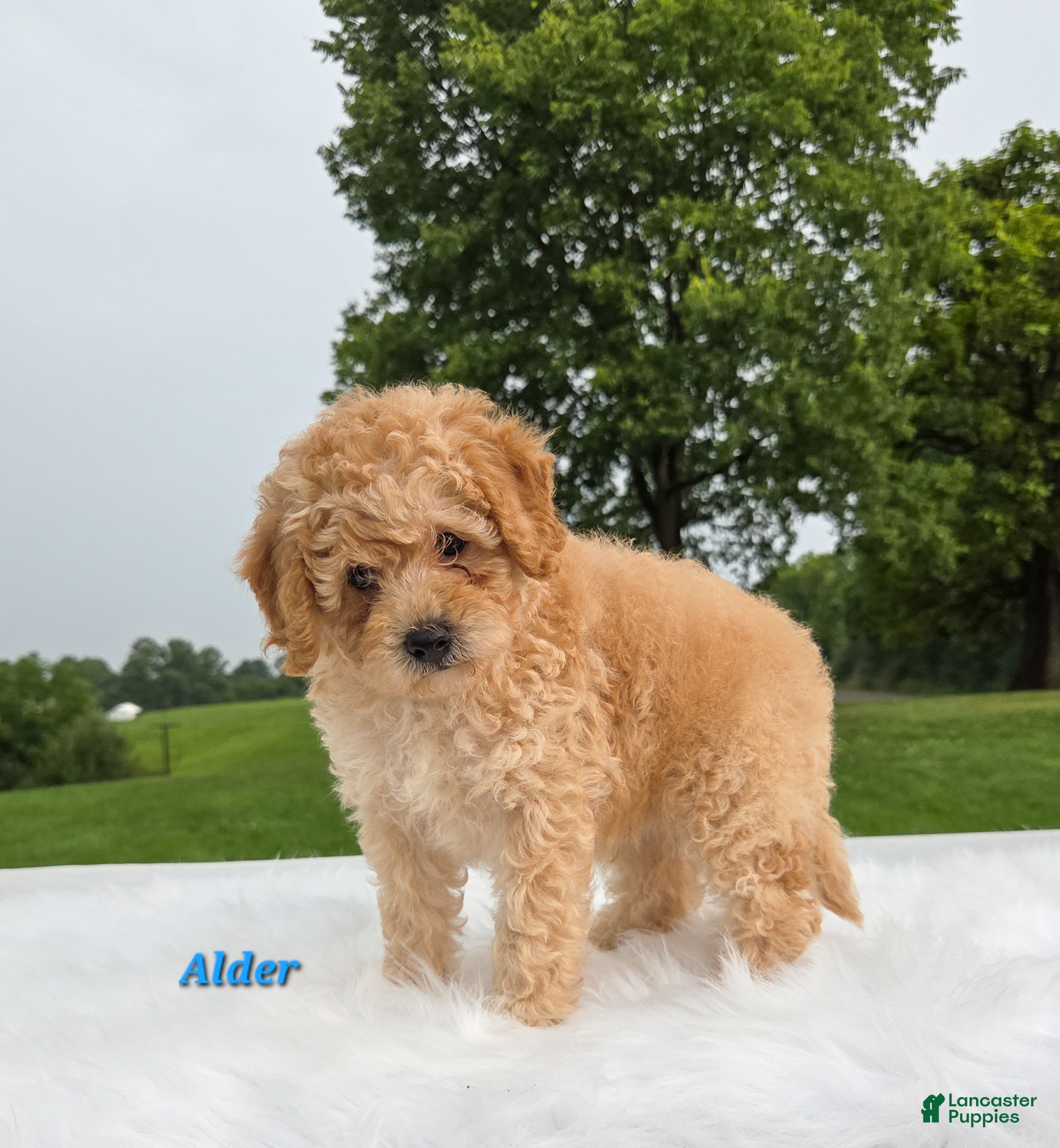 Cavapoo dogs Alder - Ad 1
