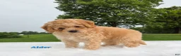 Cavapoo dogs for sale: Alder - Ad 1