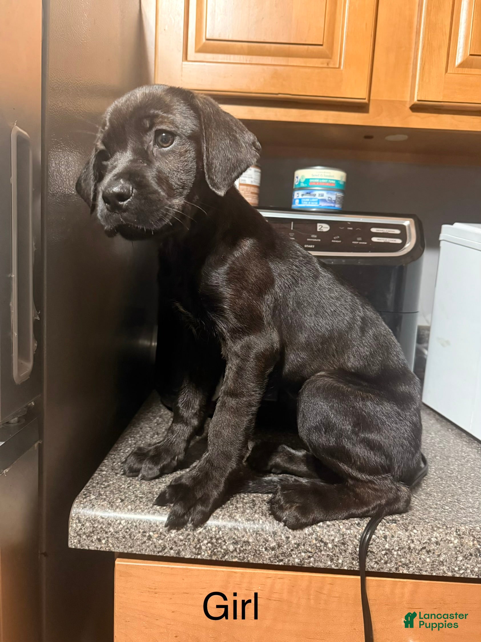 Mixed Breed dogs Nyla (lion king) - Ad 39