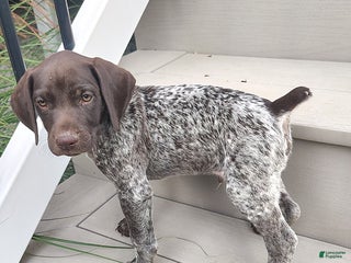 German Shorthaired Pointer dogs - Ad 25