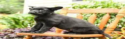 German Shepherd dogs for sale: Greta - Ad 2