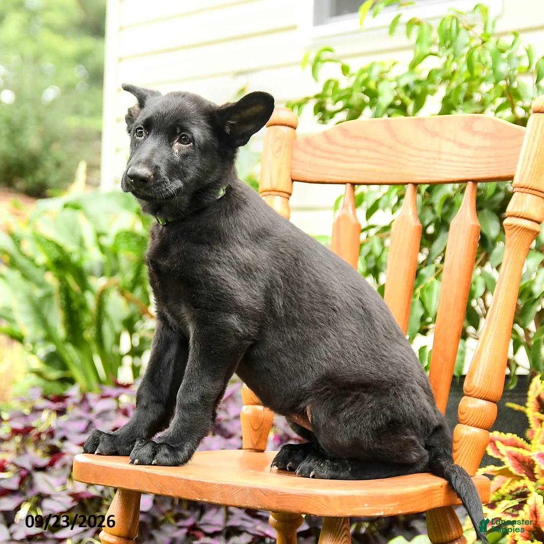 German Shepherd dogs for sale: Greta - Ad 2