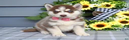 Siberian Husky dogs for sale: Haddie - Ad 8