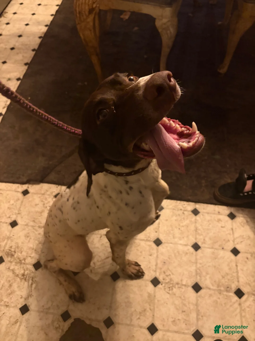 German Shorthaired Pointer dogs for sale: German Shorthaired Pointer 1 - Ad 3
