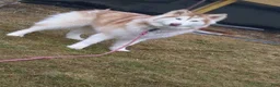 Alaskan Malamute dogs for sale: Hibiscus - Ad 7