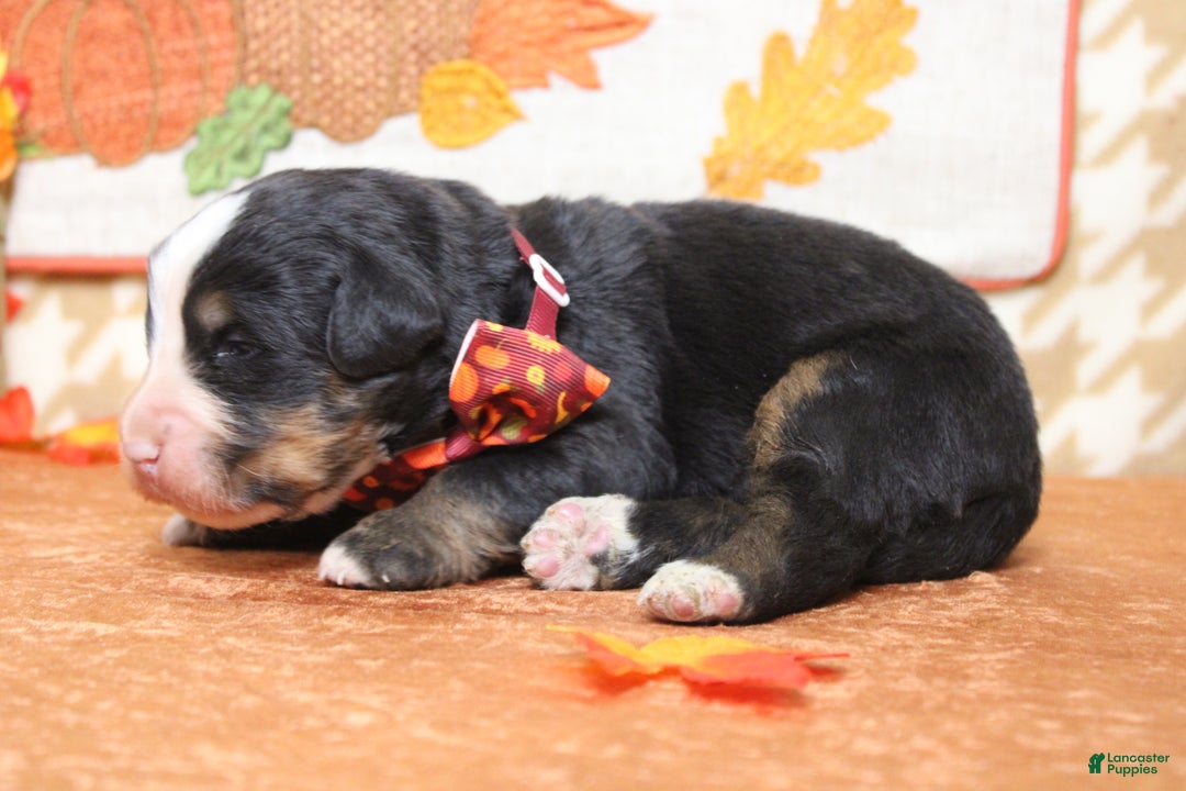 Bernese Mountain Dog dogs for sale: Rafiki  - Ad 5
