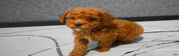 Miniature Poodle dogs for sale:   Logan🐶 - Ad 3