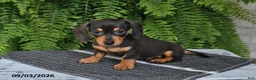 Miniature Dachshund dogs for sale: Macy - Ad 3