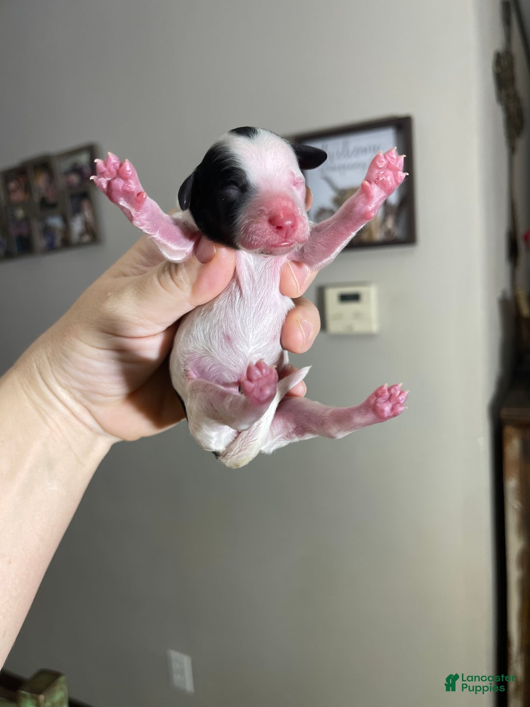 Miniature Poodle dogs for sale: Akc Clear Purple Bow - Ad 7