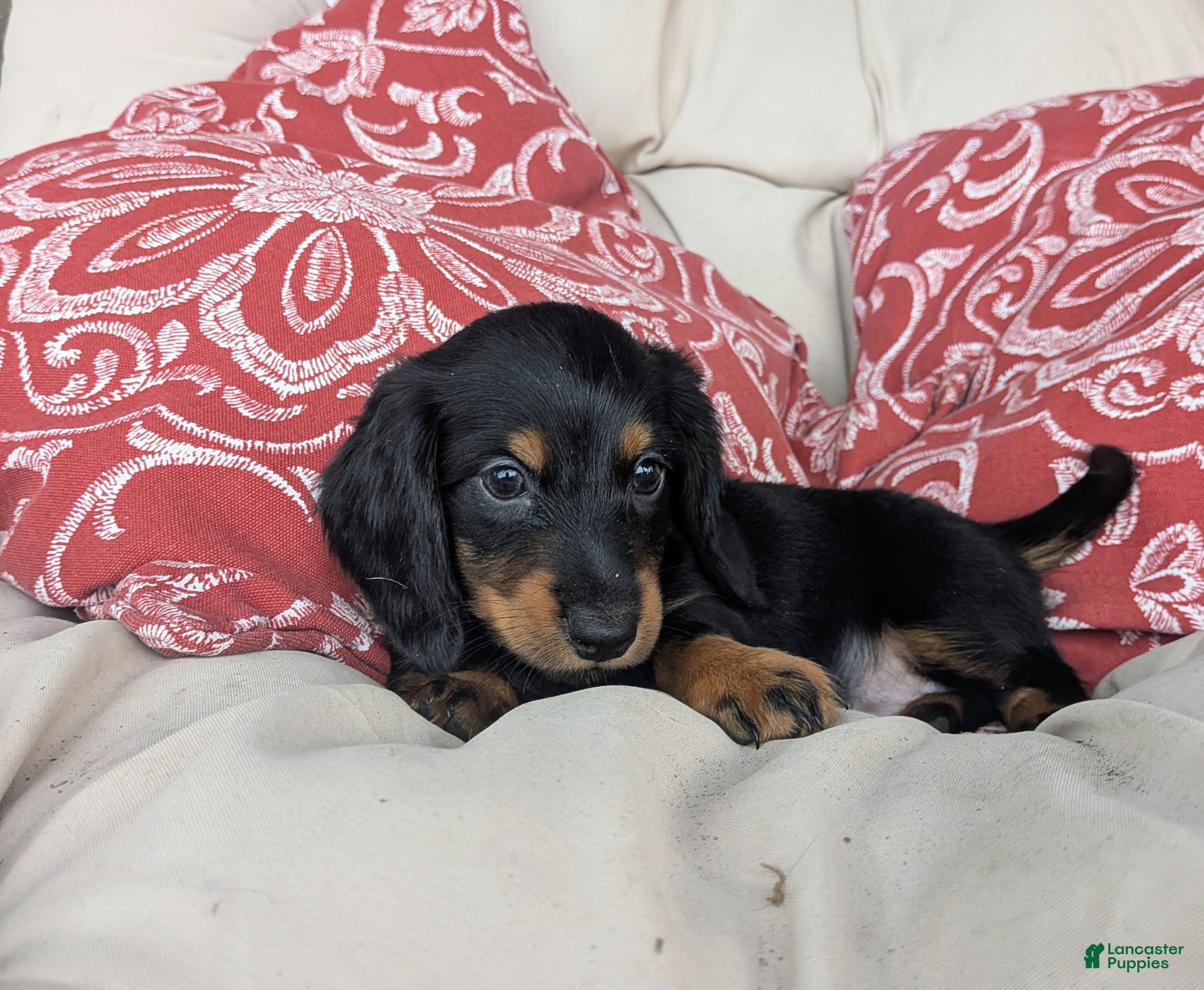 Dachshund dogs Dachshund 1 - Ad 1