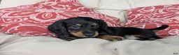 Dachshund dogs for sale: Dachshund 1 - Ad 1