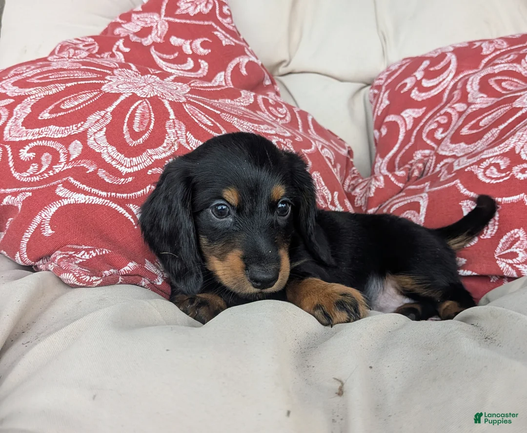 Dachshund dogs for sale: Dachshund 1 - Ad 1