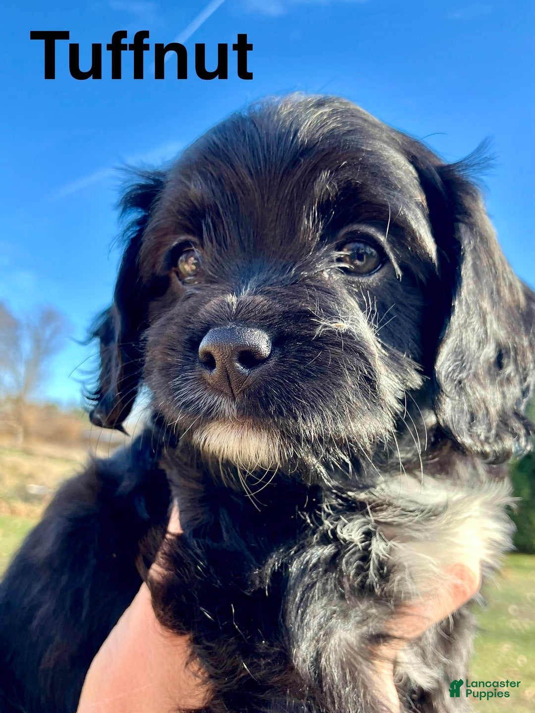 Cavapoo dogs for sale: Tuffnut - Ad 5