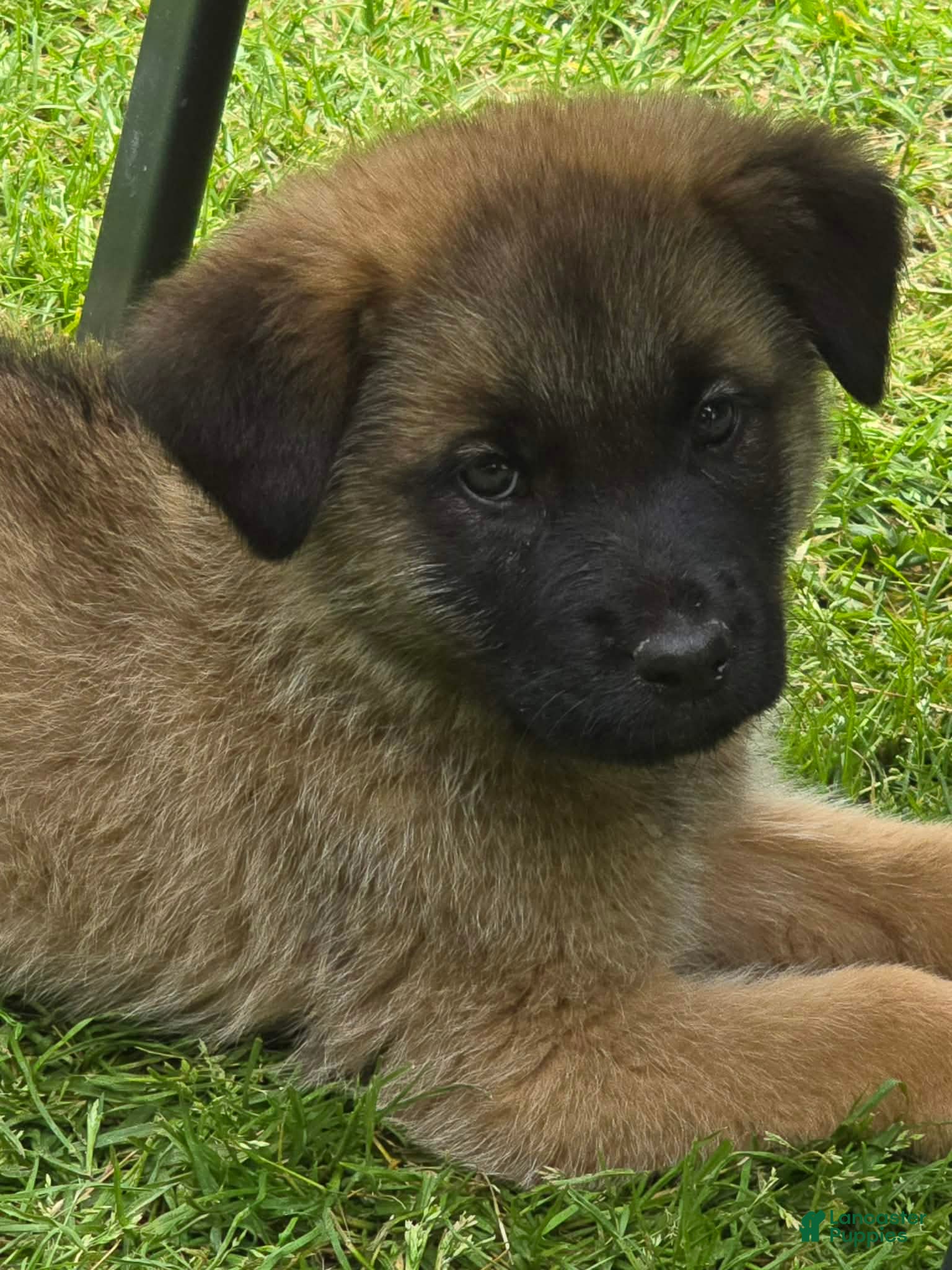 Mixed Breed dogs Mixed Breed Puppy 2 - Ad 8