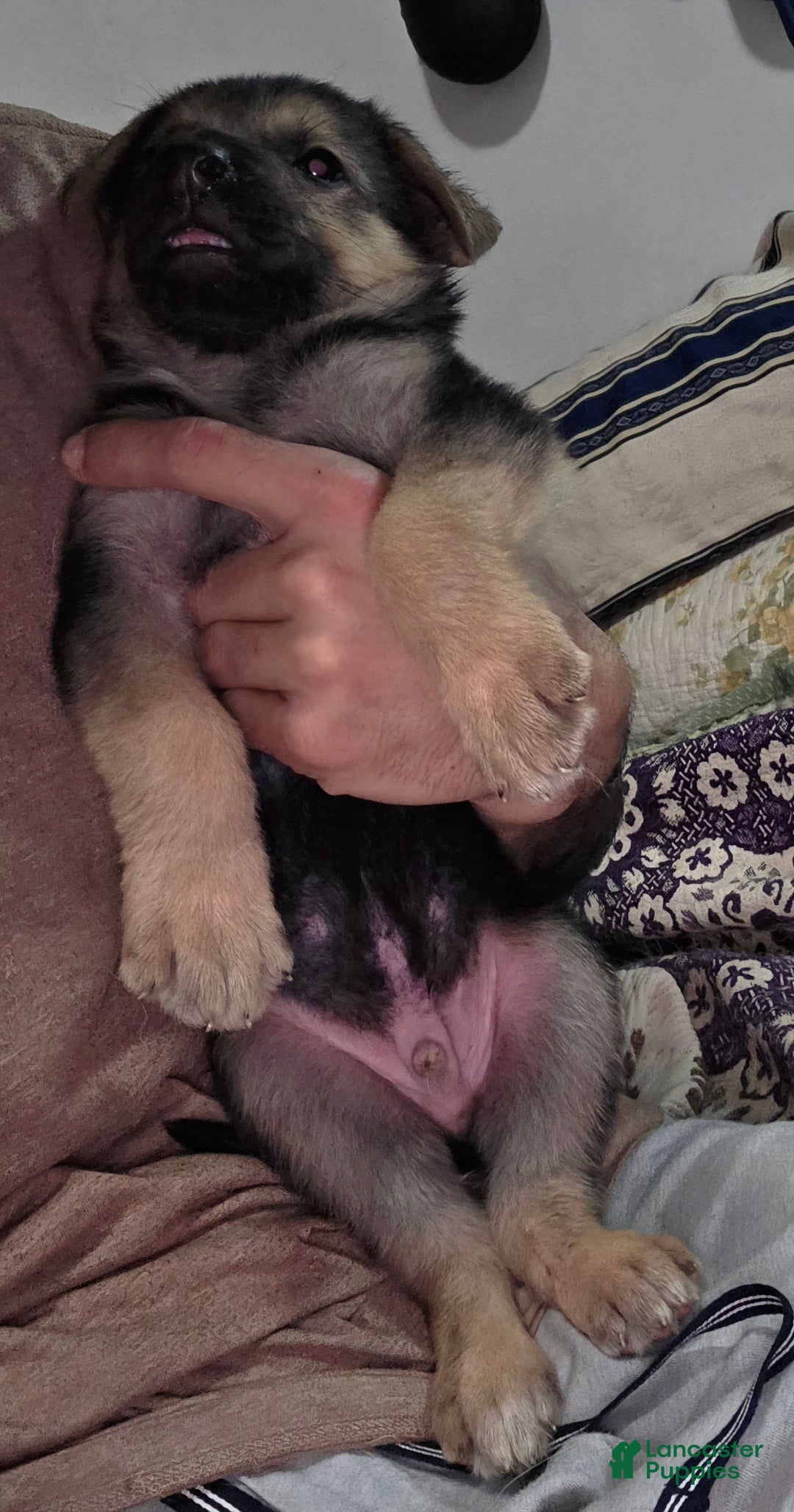 German Shepherd dogs for sale: Roy (3) - Ad 4