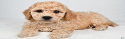Bichpoo dogs for sale: Remy - Ad 4