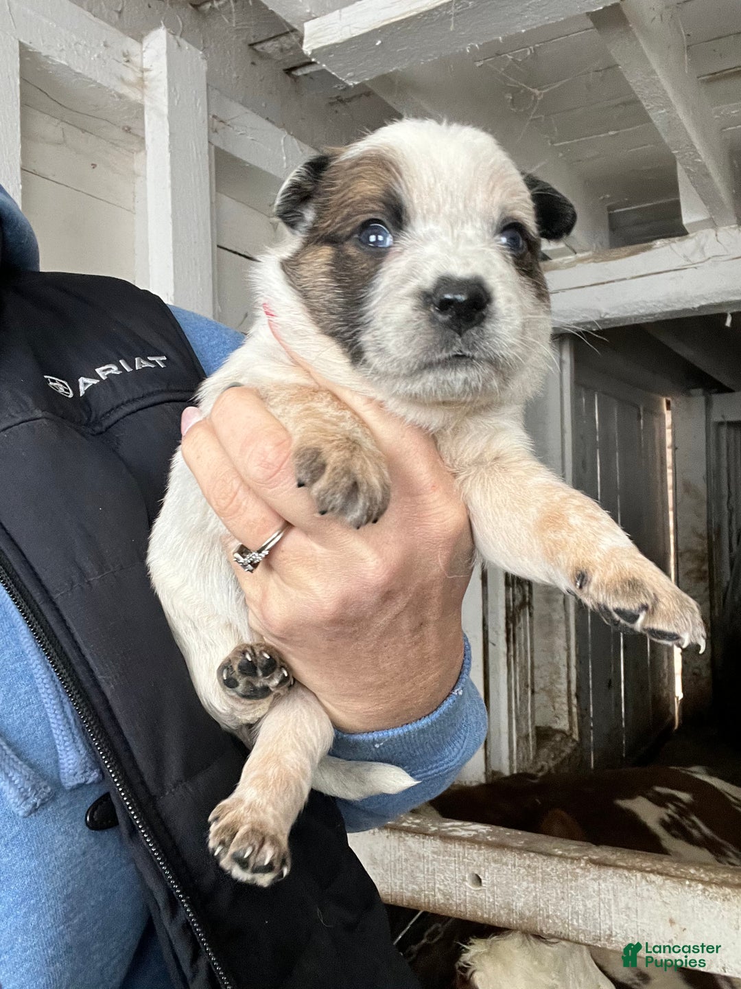 Australian Cattle Dog dogs for sale: Donny - Ad 1