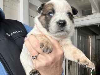 Australian Cattle Dog dogs Donny - Ad 42