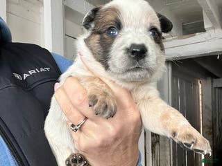 Australian Cattle Dog dogs Donny - Ad 41