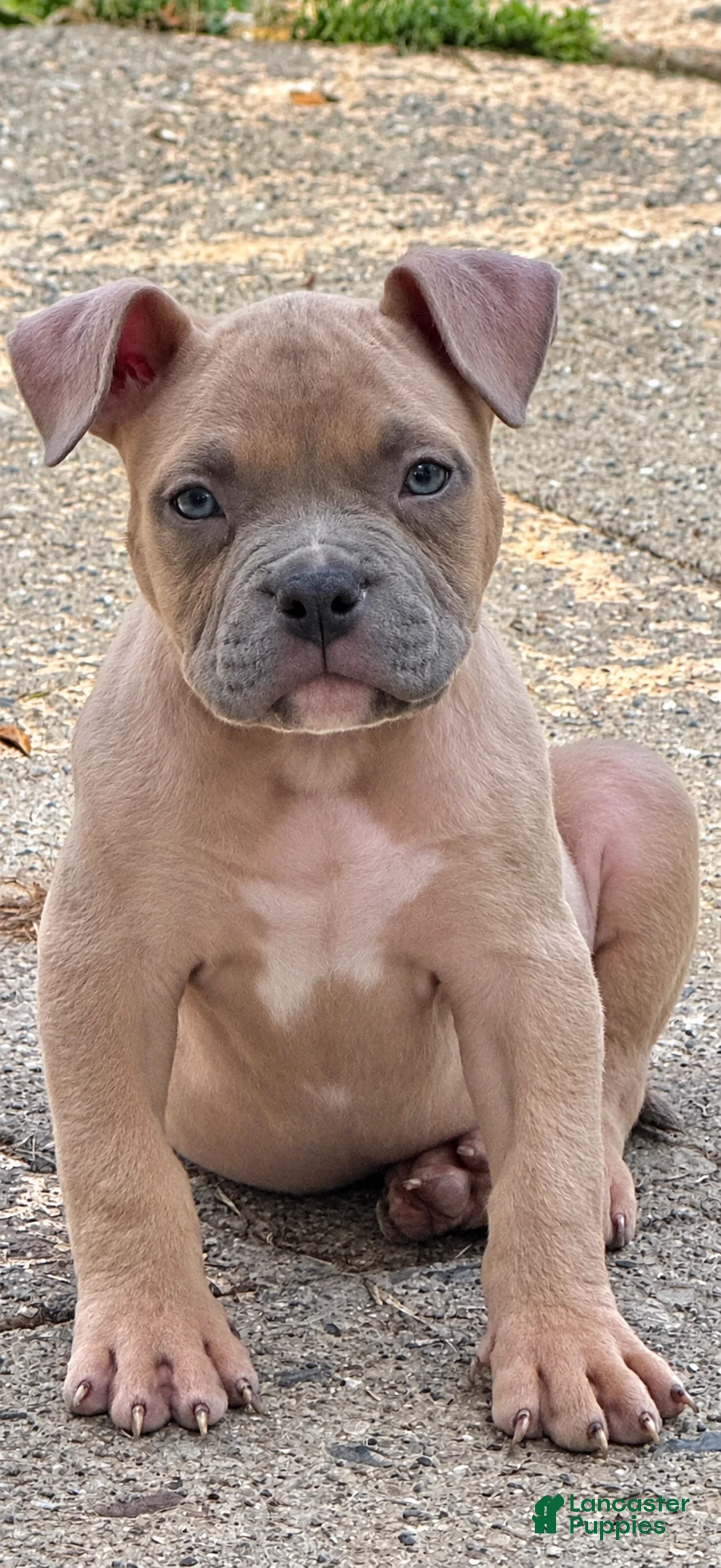 American Bully dogs for sale: American Bully 1 - Ad 2