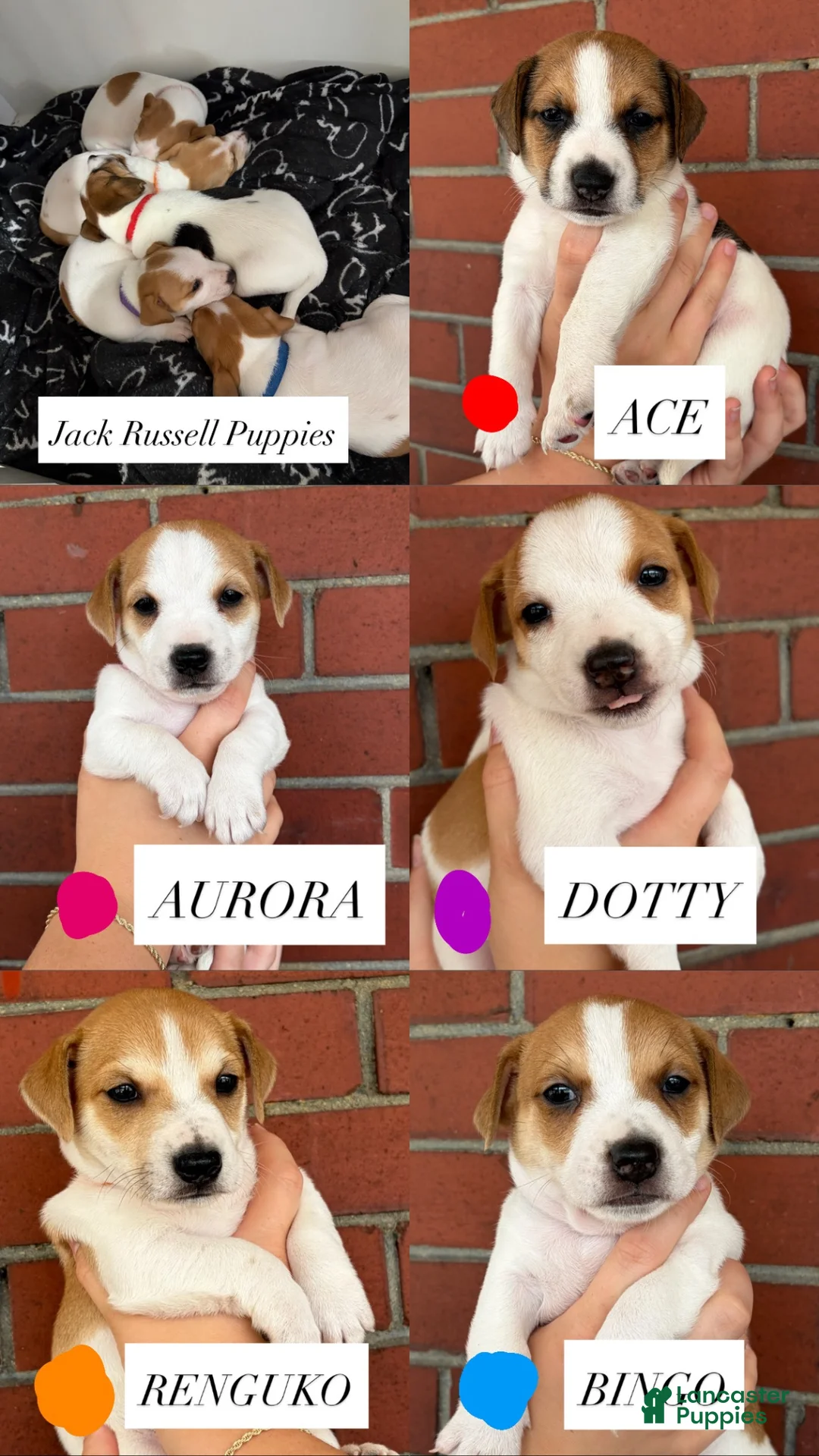 Jack Russell Terrier dogs for sale: Jack Russell Terrier 1 - Ad 1