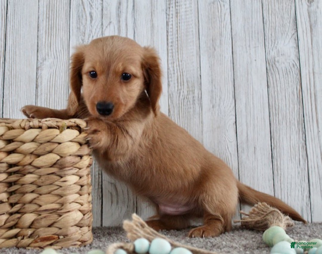 Miniature Dachshund dogs for sale: Romeo - Ad 7