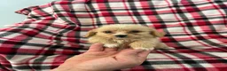 Shihpoo dogs for sale: Kevin Boy-Shihpoo 2 - Ad 1
