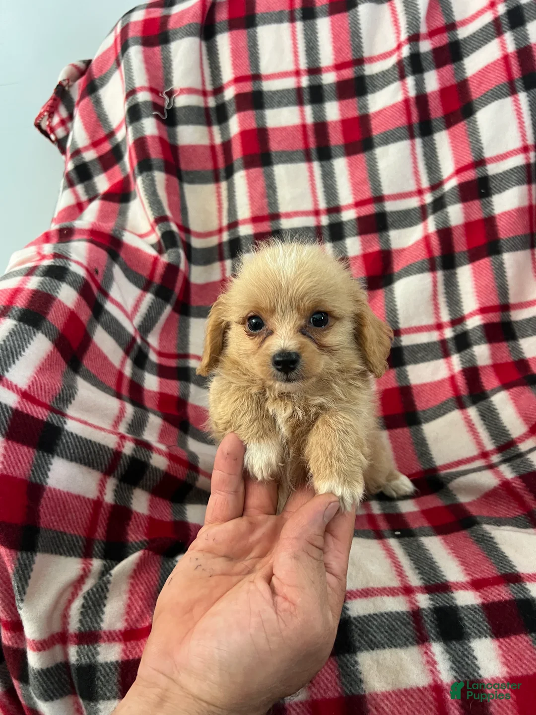 Shihpoo dogs for sale: Kevin Boy-Shihpoo 2 - Ad 1