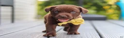 Labrador Retriever dogs for sale: Indigo - Ad 9