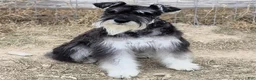 Miniature Schnauzer dogs for sale: Tucker - Ad 5
