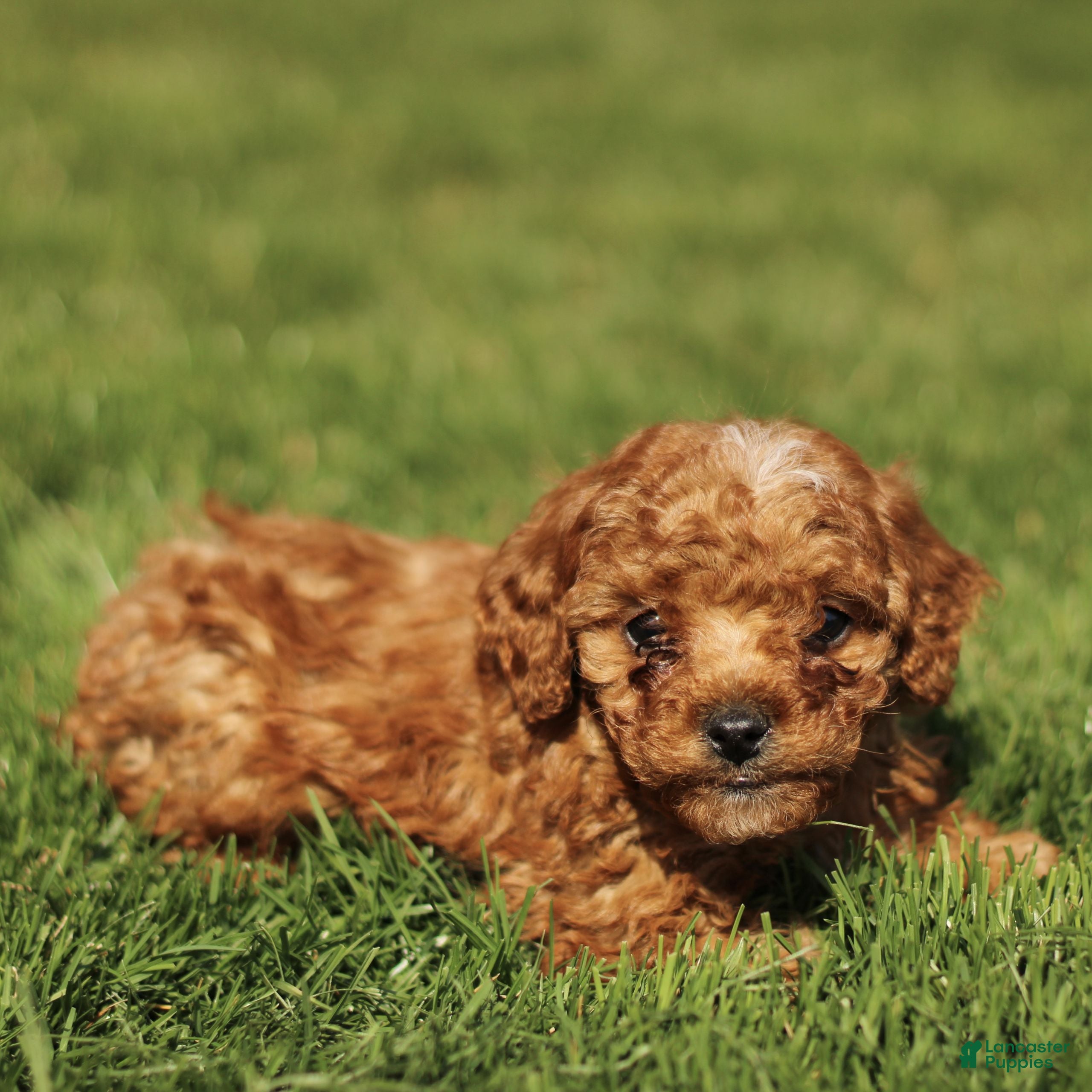 Cavapoo dogs Snickers  - Ad 2