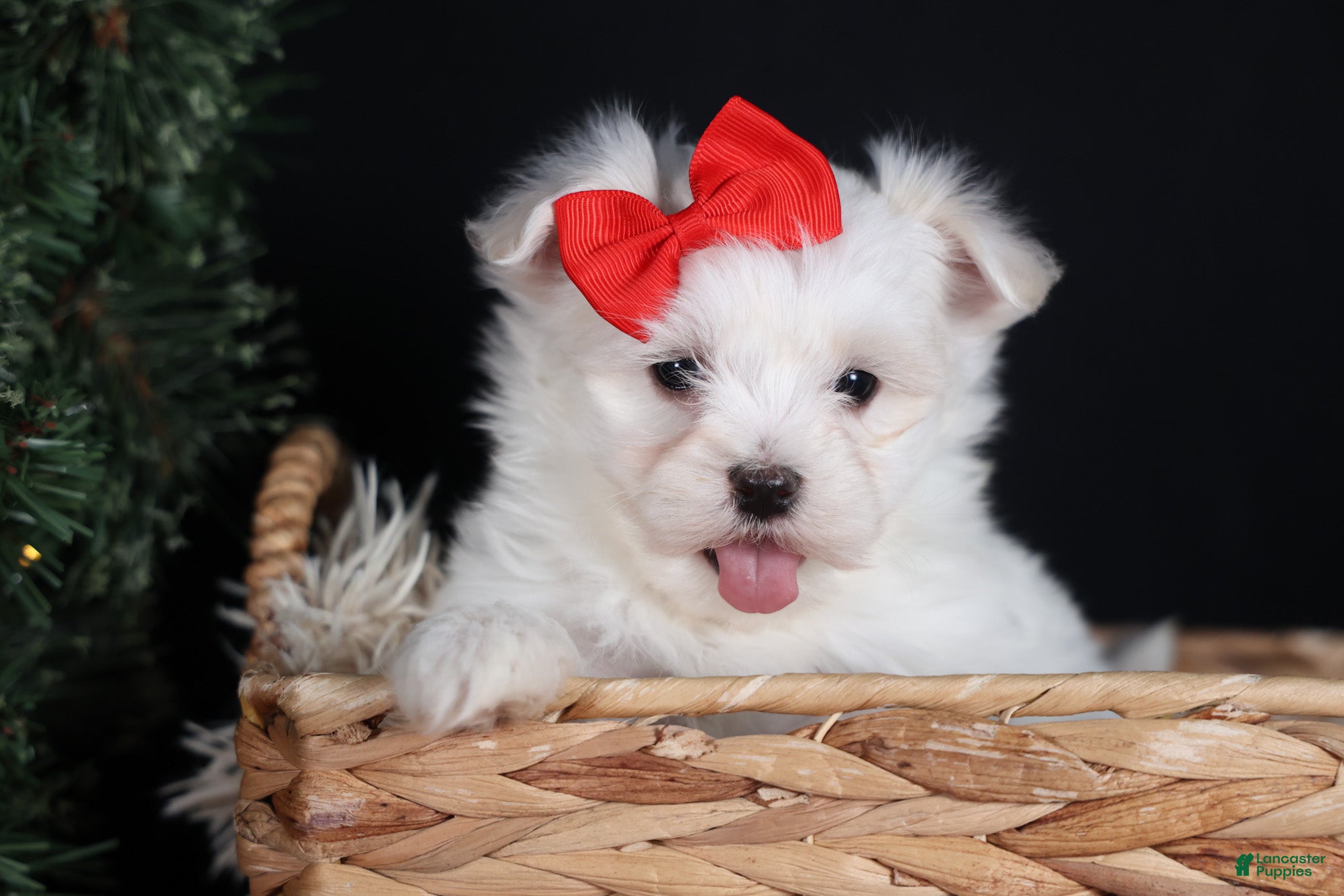 Maltese dogs ACE - Ad 41